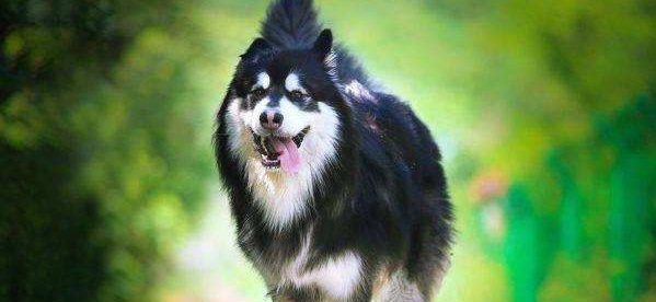 ����˹��ǰ���Ȳ�ֱ