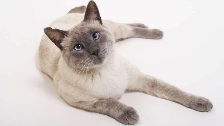 è��θ�ڱ����ô�죿è��θ�ڲ�����ô�죿