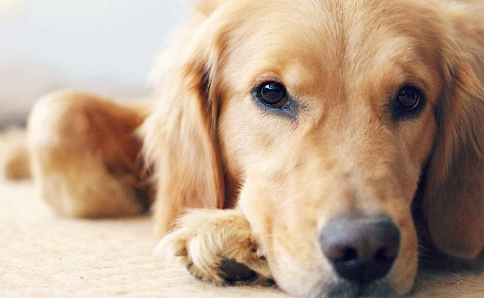 ��������֬�ĸ����Ӻã�������ͷ���ڳ�ʲô