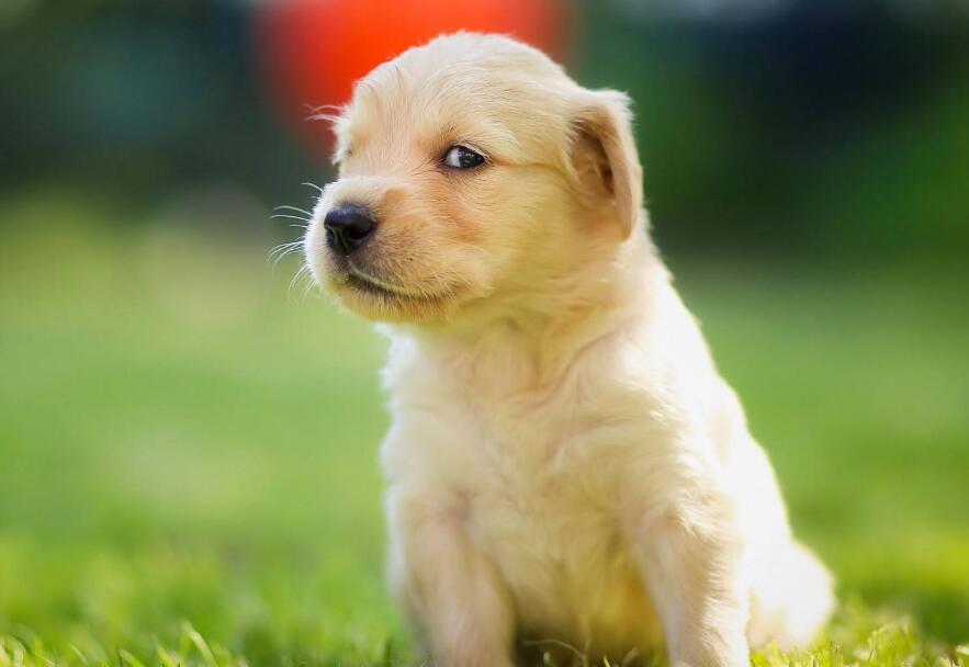 ����ػ��ڶ������ȵ�����������С�ɵ��Գ�