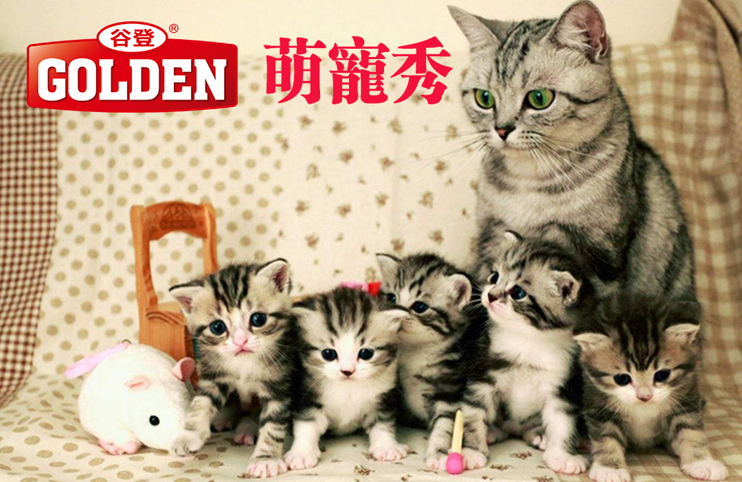 �ȵǾٰ조ɹ������Ӯ�ֽ�󽱡�