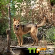 �ǹ���ʲô�����ã��ǹ���ʲôʳ�ﳤ�ÿ죿