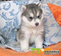 �������������е�һ