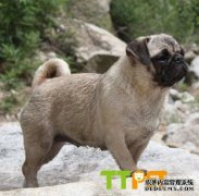 ���ذ˸�Ȯ֫������