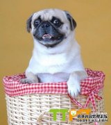 �˸�Ȯʲôʱ����̣����̺��ʲô��