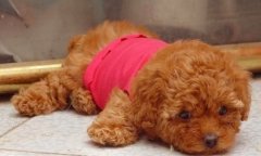 ������Ƥ������ô��