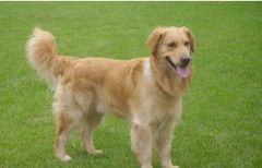 ��ëʳ��������ô��