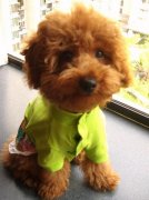 ̩��С����ʲô�̷ۺã�