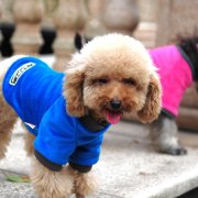 ̩�ϲ���΢��Ԫ�س�ʲô�ã�