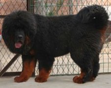 �����ë��ʲô