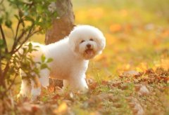 ���ܲ����Է���ô��