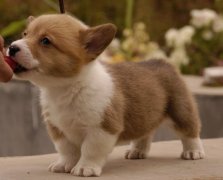 ����ëɫ�䵭��ô��