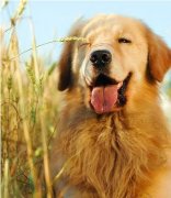 ��ë��ʲô��ë