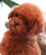 ̩��ëɫ������ô��