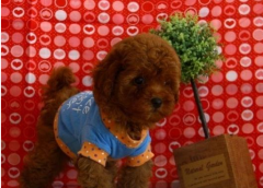 ������ʳ���Է���ô��