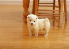 �������̵��׺ò��ã������ʺϺ�ʲô������