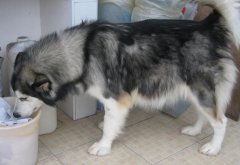 �����»�ˮ��ô����