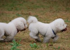 ����ʳ������ô�죿