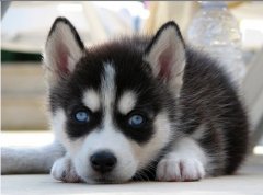 ��ʿ�涬��ë��������ô��