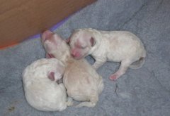 �����˹�������Ȯ��