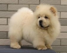 ��ʨ�ҳԶ�����ôι����