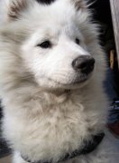 С����θ����������ô�죨ͼ��