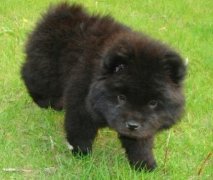 ��ʨ��Ȯ��ʲô�����ã�ͼ��