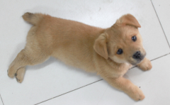 �����Ա���ԭ��