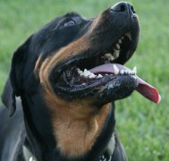 �����Զ�����ô�죨ͼ�ģ�