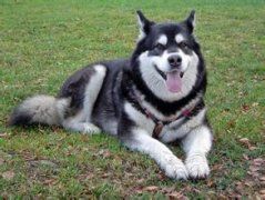 ����˹�Ӳ���ά���س�ʲô����ͼ��