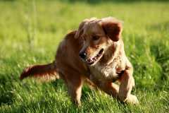 ����Ż�·�����ô��