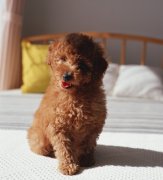 ̩�Ϲ�����ʺ��ô�죨ͼ��