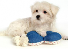 ����ʳ��������ô��