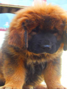 С������ϡ��ʲôҩ�ã�