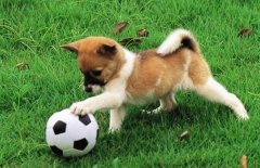 ��������ʲô���