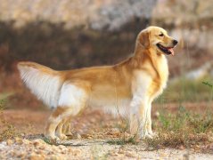 ����������ʲô������ã���ͼ�ģ�