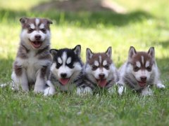 �����ڵĹ�ʿ������ι��? ��ͼ��