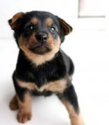 �������׳�ʲô