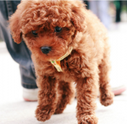 ������ʲôʳ�ﲹ��