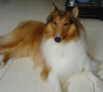 ����Ƥм����ô�죿