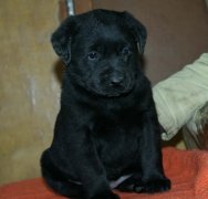 ��������ȱ�Ƴ�ʲô�ã���ͼ��