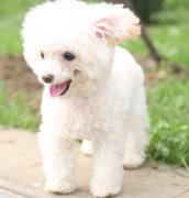 ����Ż�³�ʲôҩ��