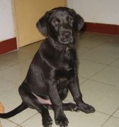 ������ͻȻȳ����ô�죿