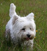 �����������ǲ���ô�죿�������ǲ�֢״����