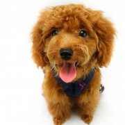 ̩�ϳ�ʲô������ë?