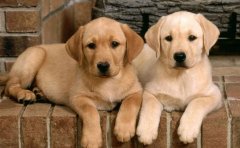 �������೦θ���ʳ�ʲô���ƣ�