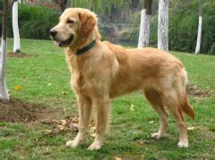 ��ë��ҧ����Ҫ��ô�죿��ͼ��