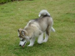 ����˹�ӿ������������ͼ��