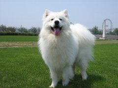 ��Ħ����ȱ�Ƴ�ʲô��ͼ��