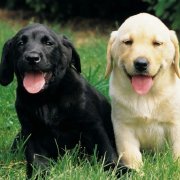 ��������ȱ����ô���䣨ͼ��